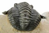 Diademaproetus Trilobite - Foum Zguid, Morocco #252809-1